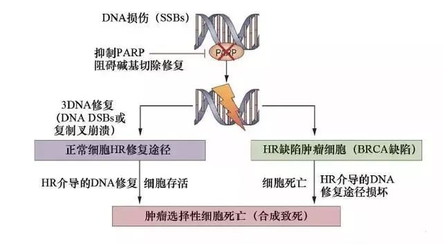 美國(guó)治療乳腺癌