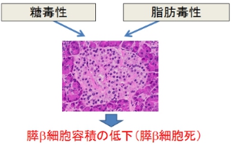 日本東京慈惠會醫(yī)科大學(xué)附屬醫(yī)院