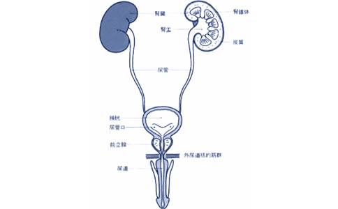 輸尿管癌治療醫(yī)院