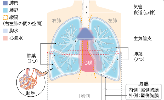 日本肺癌治療醫(yī)院