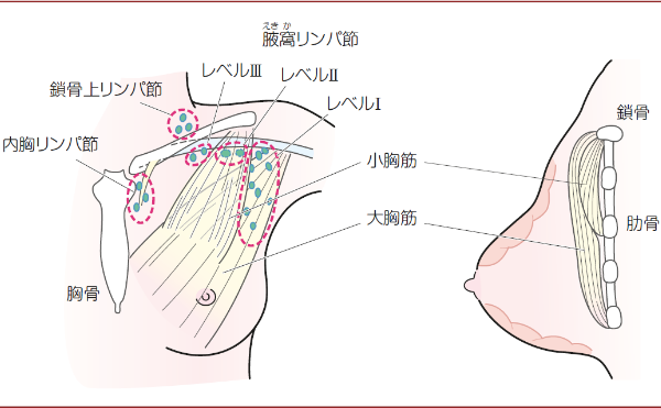 日本乳腺癌治療專家